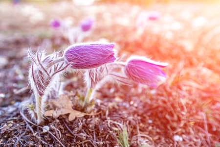 Dream grass is the most beautiful spring flower. Pulsatilla blooms in early spring in forests and mountains. Purple pulsatilla flowers close up in the snowの写真素材