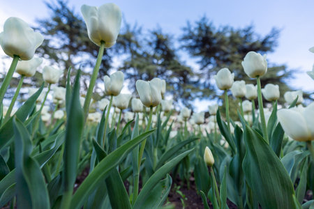 Tulip in a flower bed, white flowers against the sky and trees, spring flowers.の写真素材
