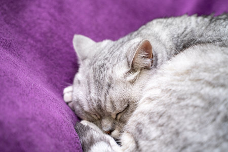 scottish straight cat is sleeping. Close-up of a sleeping cat muzzle, eyes closed. Against the background of a purple blanket. Favorite Pets, cat food.の写真素材