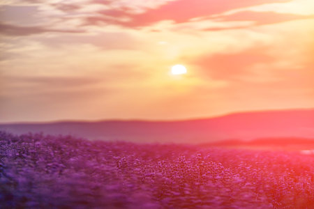Blooming lavender in a field at sunset in Provence. Fantastic summer mood, floral sunset landscape...