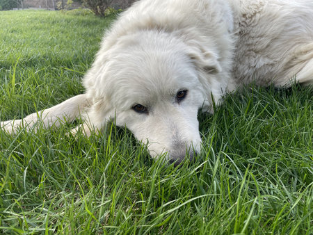 Maremma Sheepdog lies on a green lawn, a pet