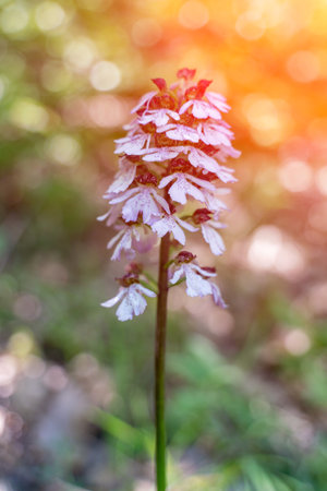 Crimean orchid Yatryshnik. Orchid Baltic iberika wild flower. High quality photo.の写真素材