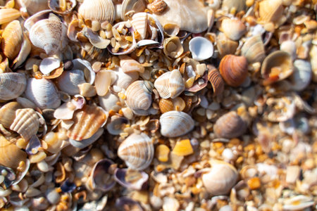 Background of small shells. There are many small shells on the seashore.の写真素材