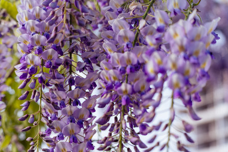 Blooming Wisteria Sinensis with scented classic purple flowersin full bloom in hanging racemes closeup. Garden with wisteria in springの写真素材