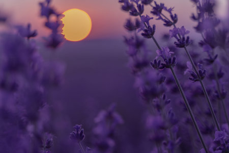 Lavender flower background. Violet lavender field sanset close up. Lavender flowers in pastel colors at blur background. Nature background with lavender in the field.の写真素材