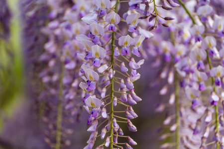 Blooming Wisteria Sinensis with scented classic purple flowersin full bloom in hanging racemes closeup. Garden with wisteria in springの写真素材