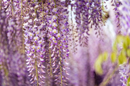 Blooming Wisteria Sinensis with scented classic purple flowersin full bloom in hanging racemes closeup. Garden with wisteria in springの写真素材
