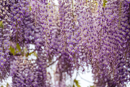 Blooming Wisteria Sinensis with scented classic purple flowersin full bloom in hanging racemes closeup. Garden with wisteria in springの写真素材
