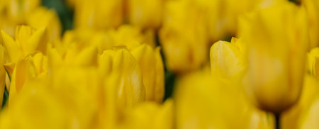 Yellow tulips spring blossoming , bokeh flower background, pastel and soft floral card, selective focusの写真素材
