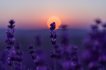 Lavender flower background. Violet lavender field sanset close up. Lavender flowers in pastel colors at blur background. Nature background with lavender in the field.の写真素材