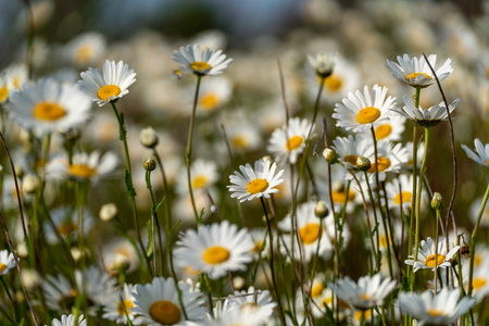 Daisy Chamomile background. Beautiful nature scene with blooming chamomilles in sun flare. Sunny day. Summer flowers.の写真素材