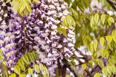 Blooming Wisteria Sinensis with scented classic purple flowersin full bloom in hanging racemes closeup. Garden with wisteria in springの写真素材