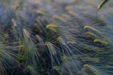 barley with spikes in field, back lit cereal crops plantation in sunsetの写真素材