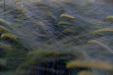barley with spikes in field, back lit cereal crops plantation in sunset