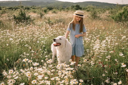 Girl dog meadow chamomile. Child girl embraces her furry friend Maremma Sheepdog in a serene chamomile field, surrounded by lush greenery. Love and companionship between a girl and her dog.の写真素材