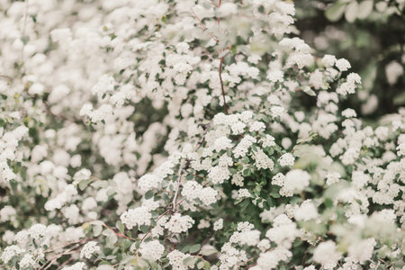 spirea shrub background completely strewn with tassels of white flowers