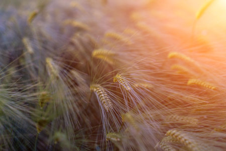 barley with spikes in field, back lit cereal crops plantation in sunsetの写真素材
