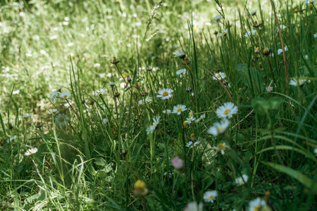 field of spring daisy flowers, natural background