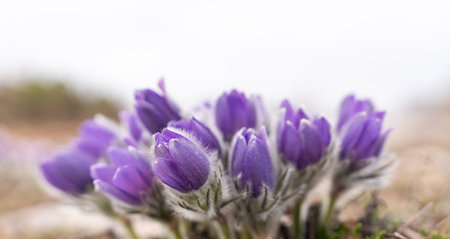Dream grass spring flower. Pulsatilla blooms in early spring in forests and mountains. Purple pulsatilla flowers close up in the snowの写真素材