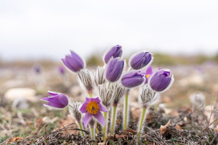 Dream grass spring flower. Pulsatilla blooms in early spring in forests and mountains. Purple pulsatilla flowers close up in the snowの写真素材