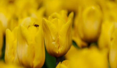 Yellow tulips spring blossoming , bokeh flower background, pastel and soft floral card, selective focusの写真素材