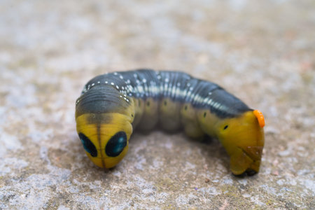 Oleander hawk moth caterpillar Daphnis nerii from European forests and woodlands.