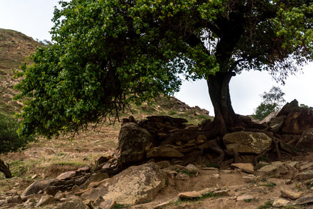 Caucasian mountain. Dagestan. Trees, rocks, mountains, view of the green mountains. Beautiful summer landscape.の写真素材