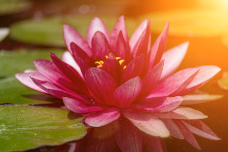 Pink lotus water lily flower in pond, waterlily with green leaves blooming