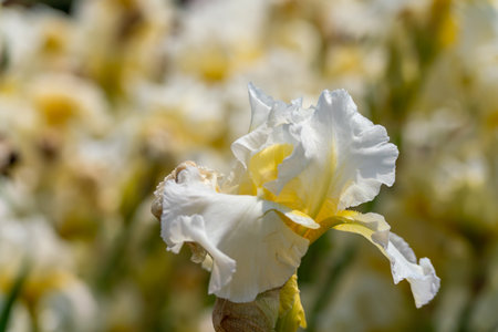 White with yellow bearded iris flower close upの写真素材