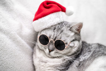 scottish straight cat in a red santa hat and dark glasses sits on a white background. Pets, Christmas stories with pets.の写真素材