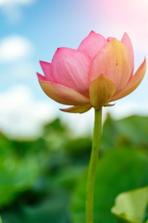 A pink lotus flower sways in the wind. Against the background of their green leaves. Lotus field on...