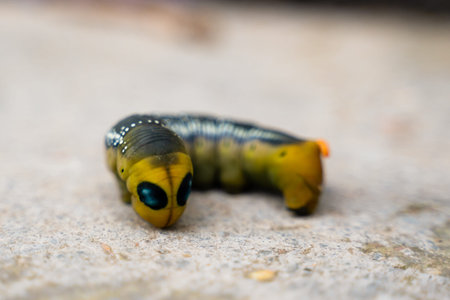 Oleander hawk moth caterpillar Daphnis nerii from European forests and woodlands.