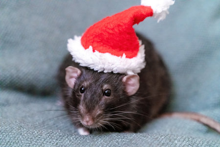 Rat Santa hat. Symbol of the Chinese New Year. Funny black rat Dumbo in a red santa checker on a green background.の写真素材