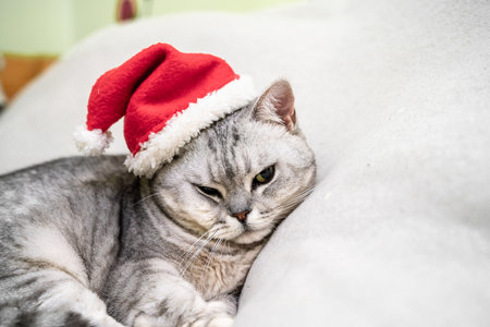 Scottish straight Christmas cat in a red santa hat sleeps on a white blanket. Pets, Christmas stories with pets.の写真素材