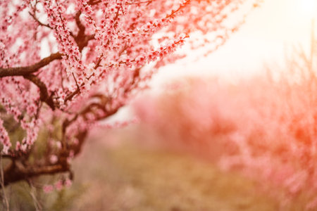 A peach blooms in the spring garden. Beautiful bright pale pink background. A flowering tree branch in selective focus. A dreamy romantic image of spring. Atmospheric natural backgroundの写真素材