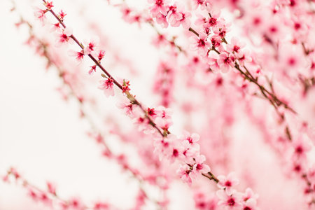 A peach blooms in the spring garden. Beautiful bright pale pink background. A flowering tree branch...