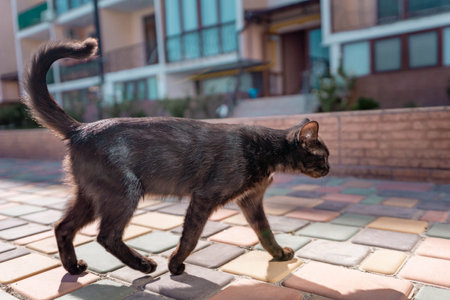 Close up of a black cat in the back yardの写真素材