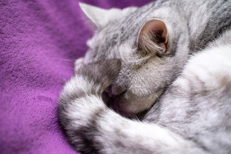scottish straight cat is sleeping. Close-up of a sleeping cat muzzle, eyes closed. Against the background of a purple blanket. Favorite Pets, cat food.の写真素材