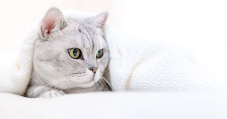 Relaxed Scottish cat wrapped in white blanket muzzle close up. Where: Unspecified location....