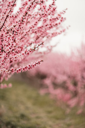 A peach blooms in the spring garden. Beautiful bright pale pink background. A flowering tree branch in selective focus. A dreamy romantic image of spring. Atmospheric natural backgroundの写真素材