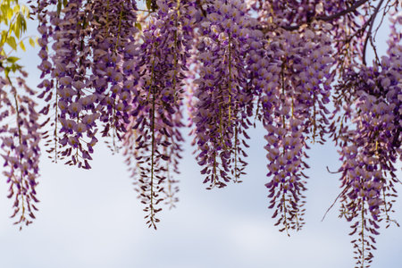 Blooming Wisteria Sinensis with classic purple flowers in full bloom in drooping racemes against the sky. Garden with wisteria in spring.の写真素材