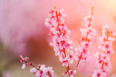 A peach blooms in the spring garden. Beautiful bright pale pink background. A flowering tree branch in selective focus. A dreamy romantic image of spring. Atmospheric natural backgroundの写真素材