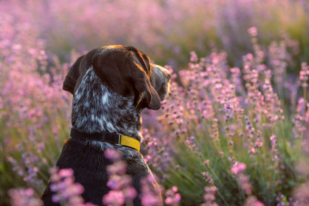 Dog sits in picturesque lavender field. Flower-filled landscape black and white dog sitting in a...