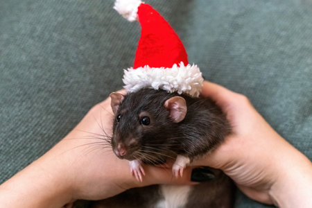 Rat Santa hat. Symbol of the Chinese New Year. Funny black rat Dの写真素材