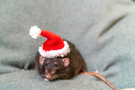 Rat Santa hat. Symbol of the Chinese New Year. Funny black rat Dumbo in a red santa checker on a green background.の写真素材