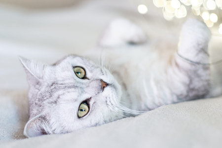 Scottish straight cat lies on his back bokeh from lights in the background. Cat upside down. Close...