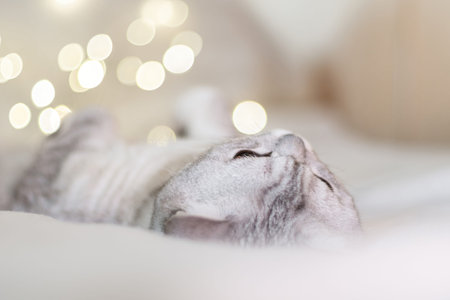 Scottish straight cat lies on his back bokeh from lights in the background. Cat upside down. Close...