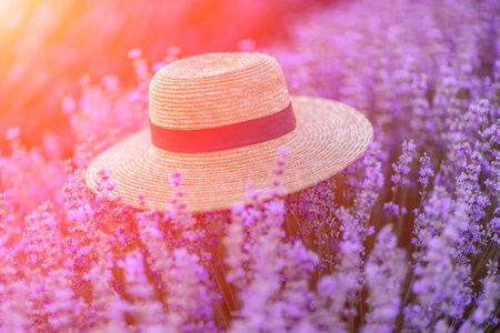 Straw hat purple lavander flower field. Vibrant flower field. Illustrating hat among vivid flowers.