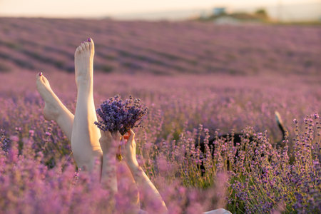 Lavender field womans legs emerging from the bushes, holding a bouquet of fragrant lavender. Purple...