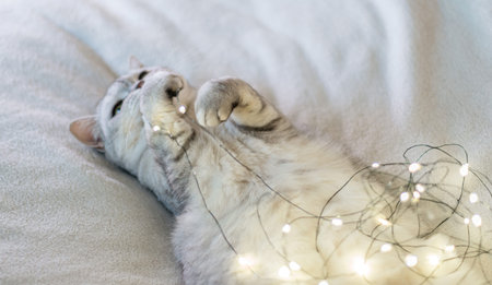 Scottish straight cat lies on his back bokeh from lights in the background. Cat upside down....